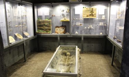 Het meest onverwachte museum van Antwerpen heropent de prehistoriezaal