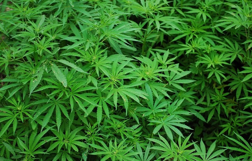Grote cannabisplantage ontdekt in een woning in Deurne