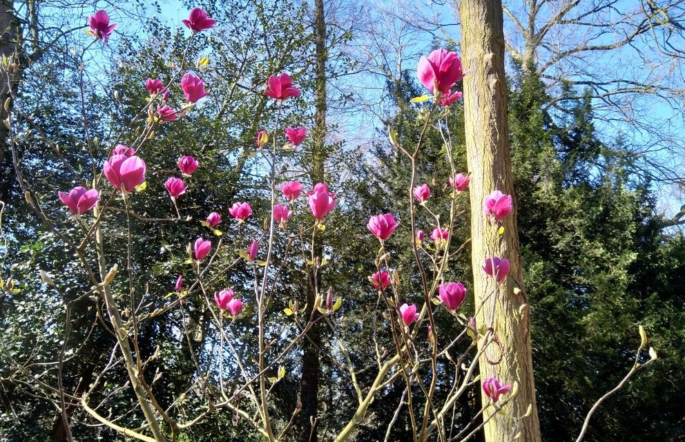 De magnolia kent geen crisis
