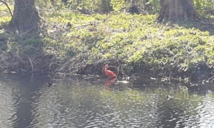 Rode ibis op bezoek in het Rivierenhof