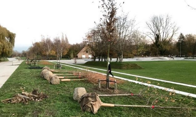 Nieuwe bomen voor Park Groot Schijn