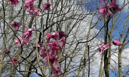 Ontdek de magnolia’s in het Rivierenhof