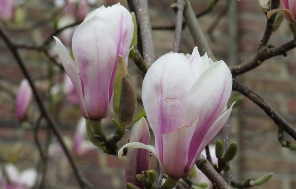 Begeleide Magnoliawandeling in het Rivierenhof