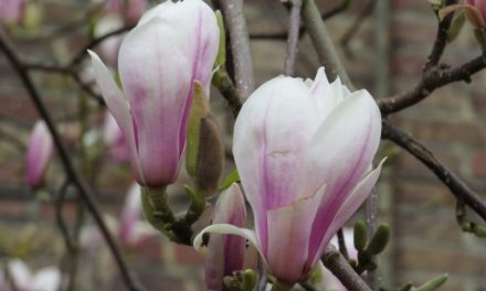 Begeleide Magnoliawandeling in het Rivierenhof