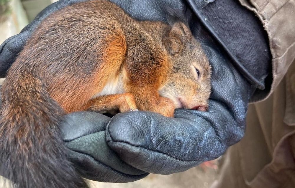 Jogster redt baby eekhoorn