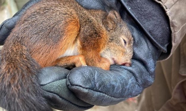 Jogster redt baby eekhoorn